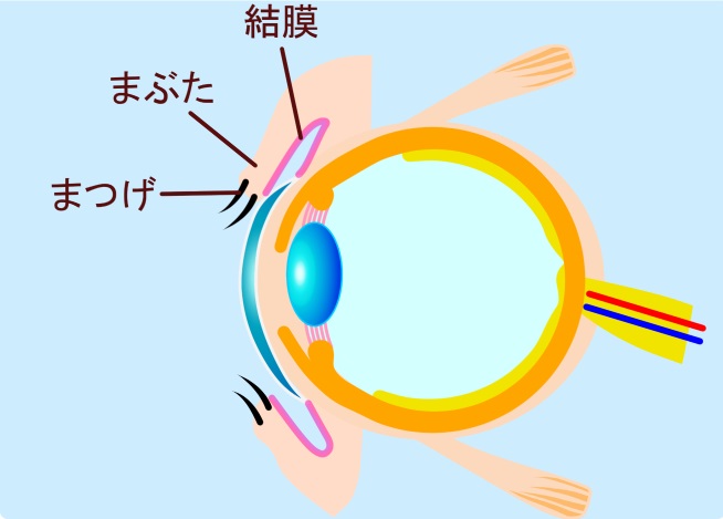 結膜の構造と役割