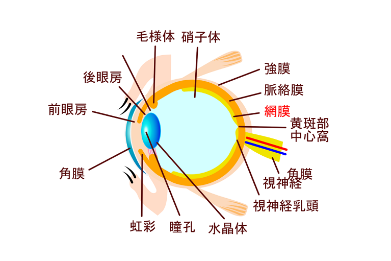 網膜の構造と役割